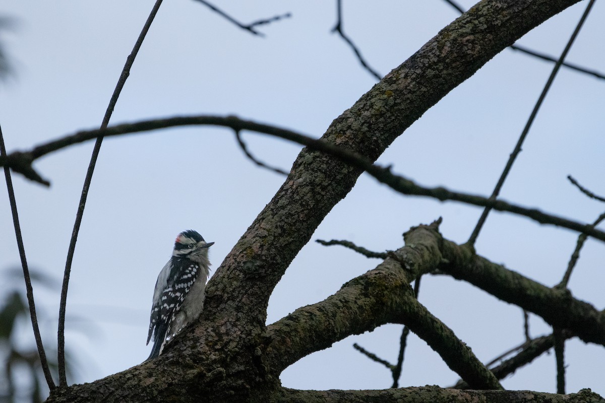 Downy Woodpecker - ML610209221