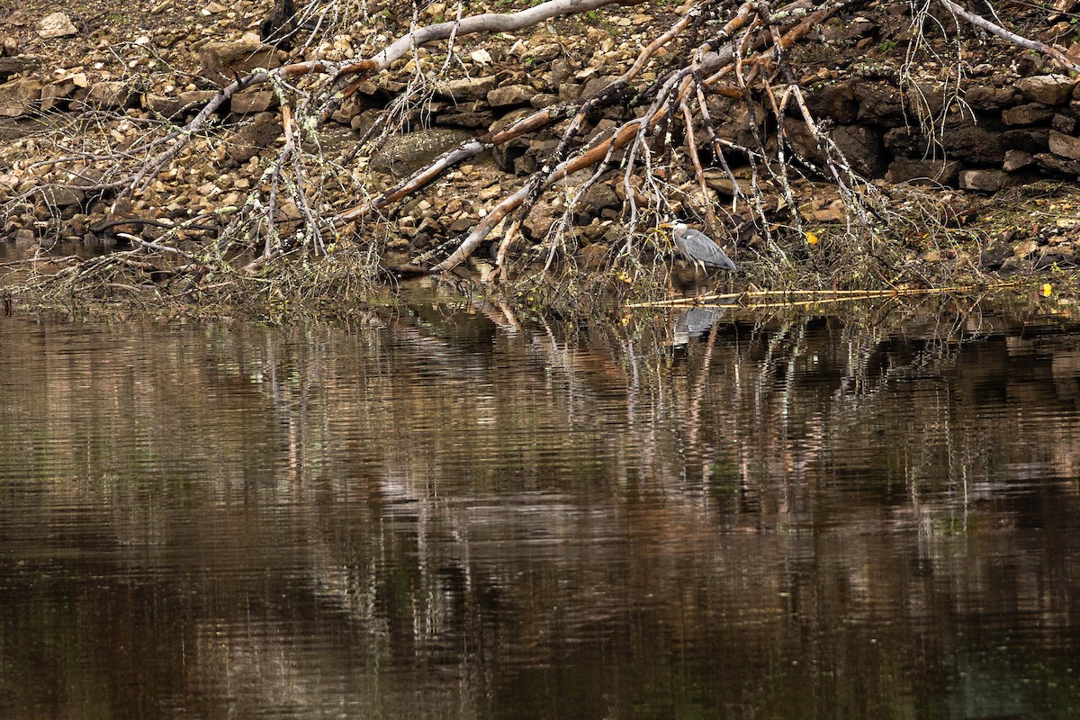 Gray Heron - ML610209258