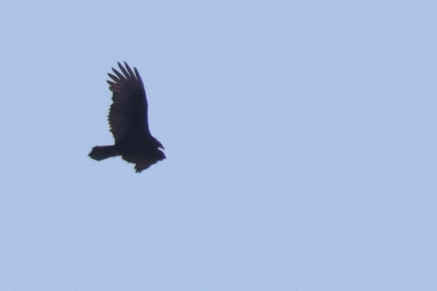 Turkey Vulture - ML610209259