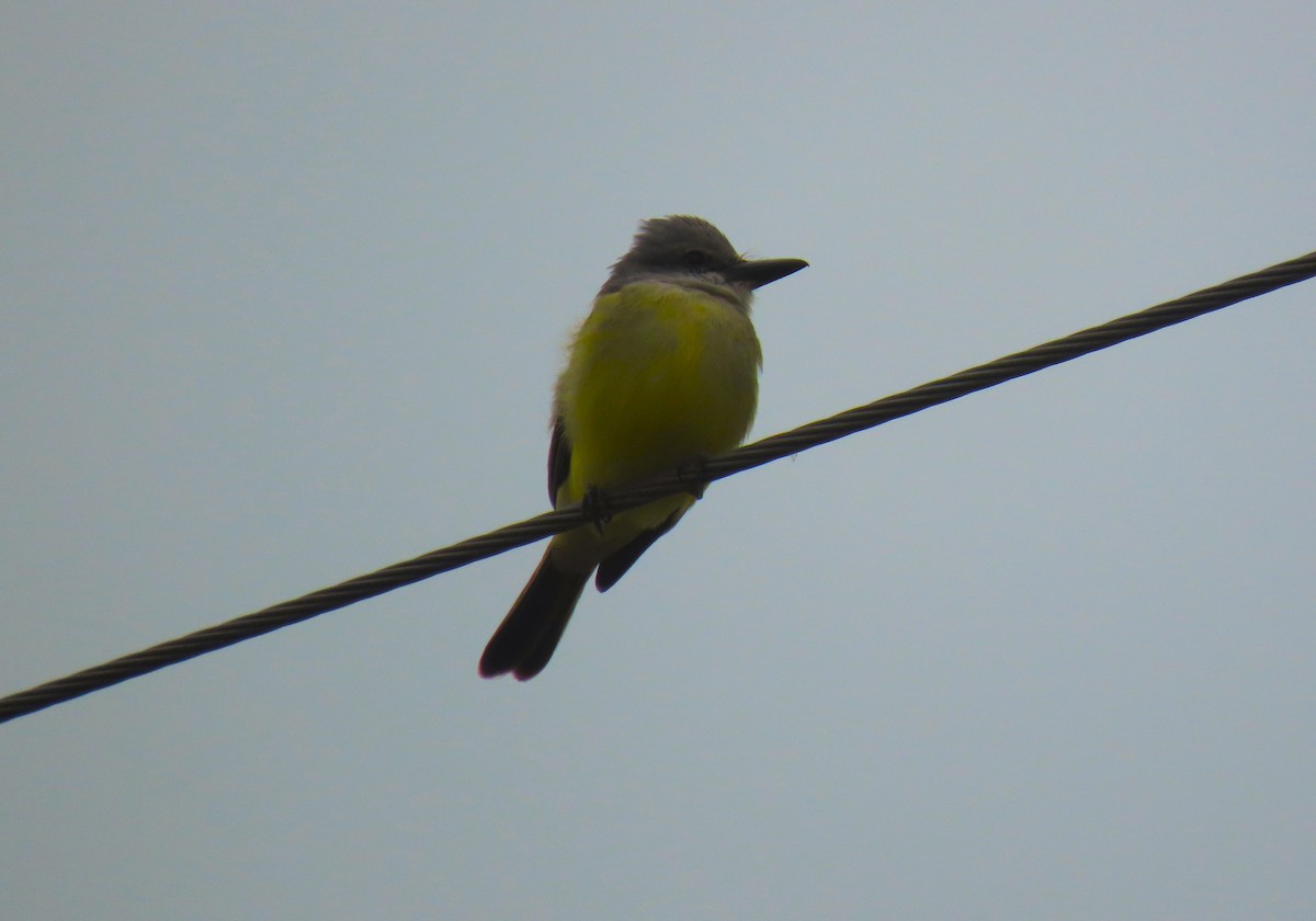 Tropical Kingbird - Larry Urbanski