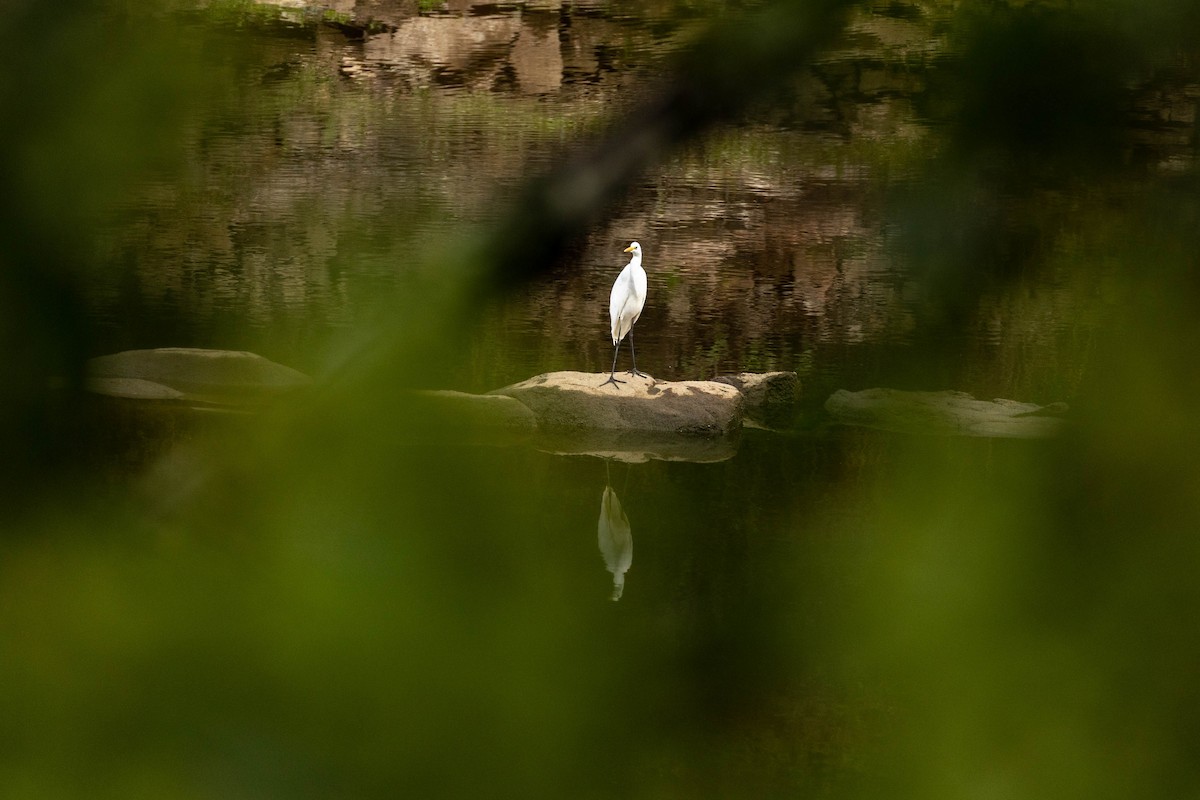 Great Egret - ML610209265