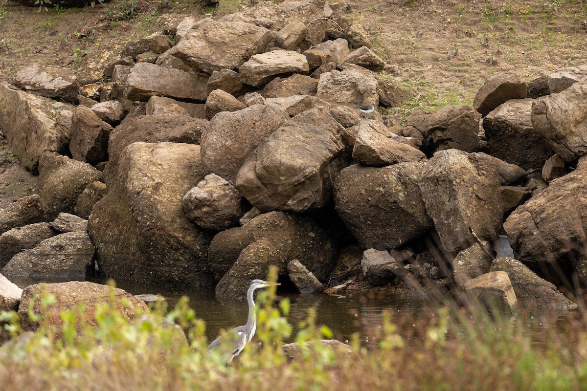 Green Sandpiper - ML610209291