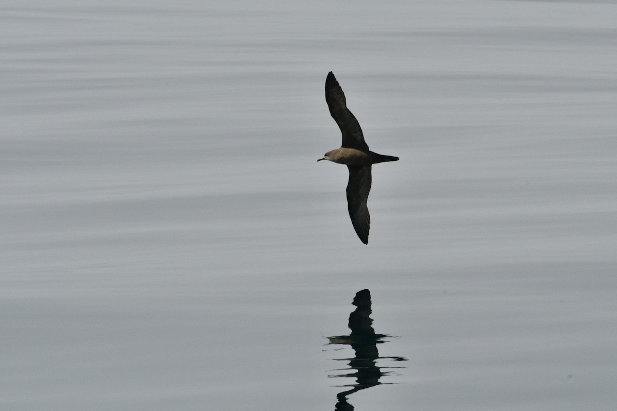 Wedge-tailed Shearwater - ML610209305