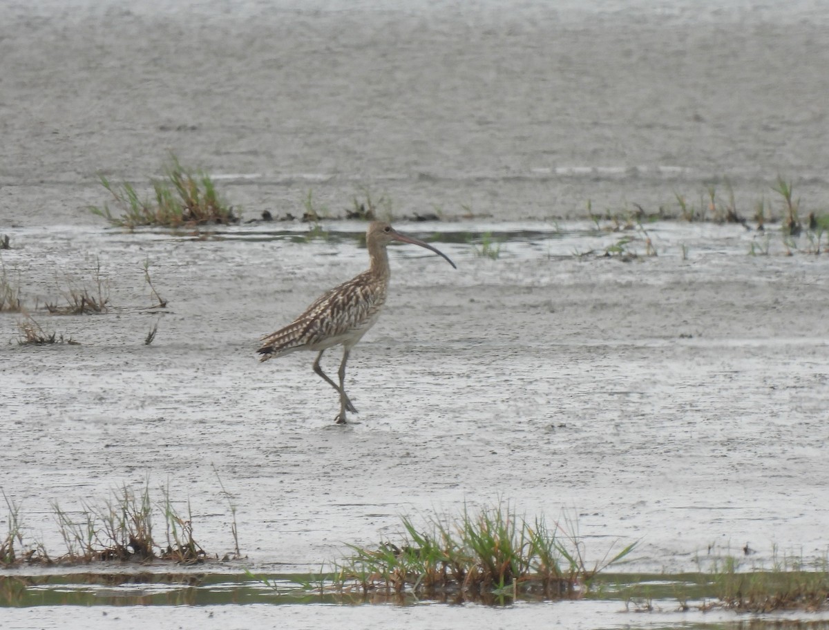 Eurasian Curlew - ML610209325