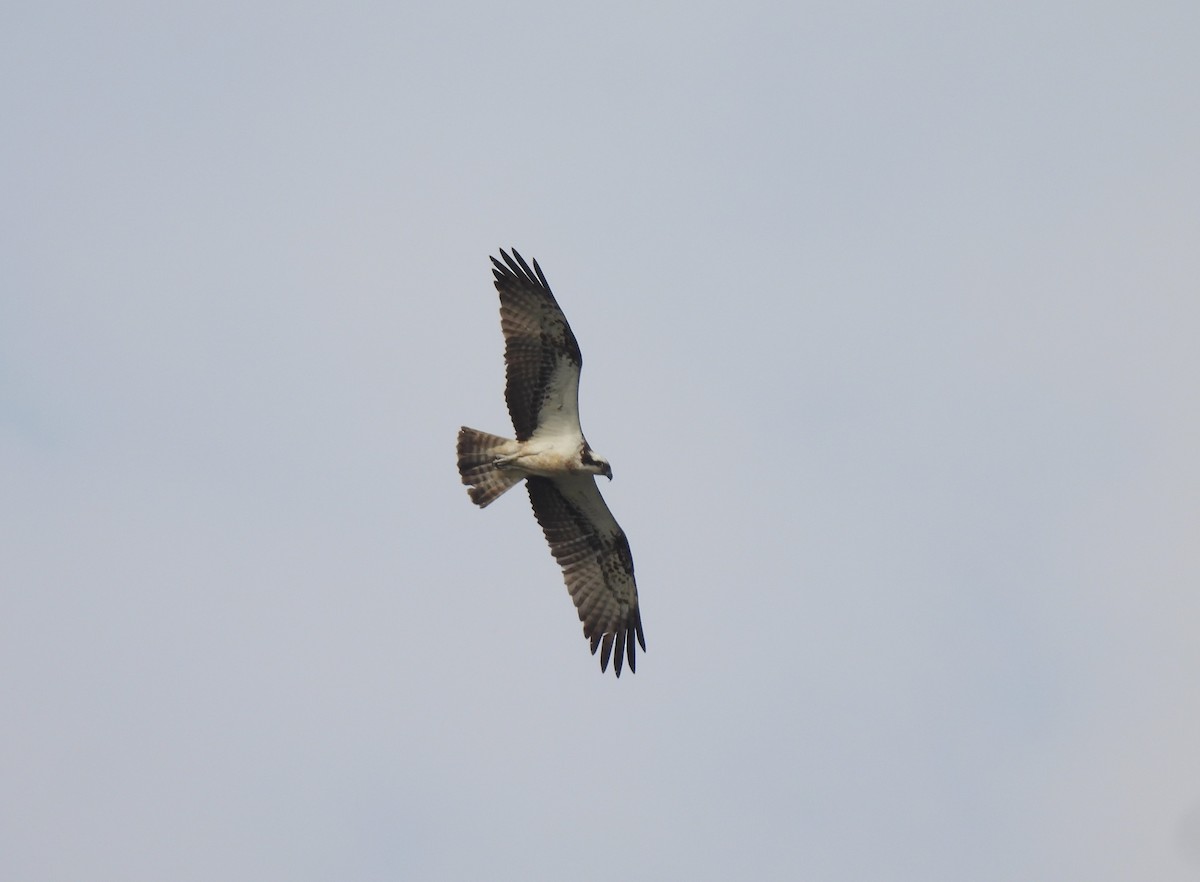 Balbuzard pêcheur - ML610209333