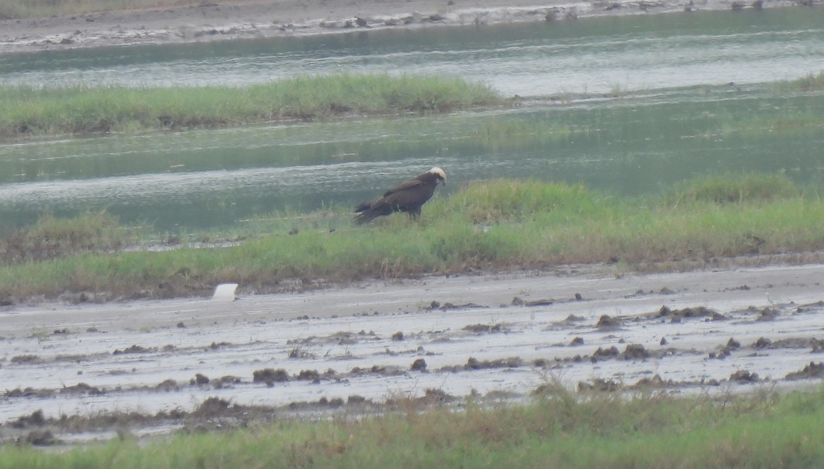 Western Marsh Harrier - ML610209338