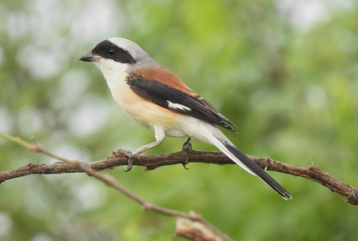 Bay-backed Shrike - ML610209355