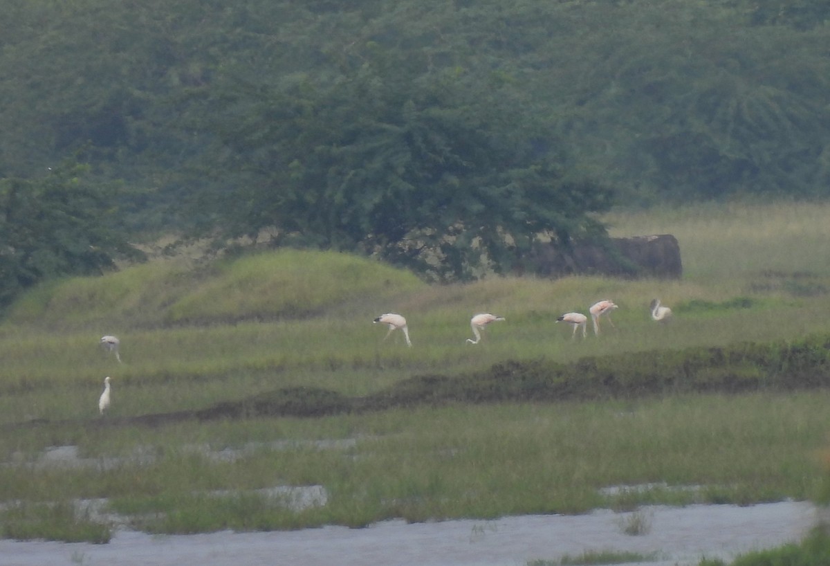 Greater Flamingo - ML610209366