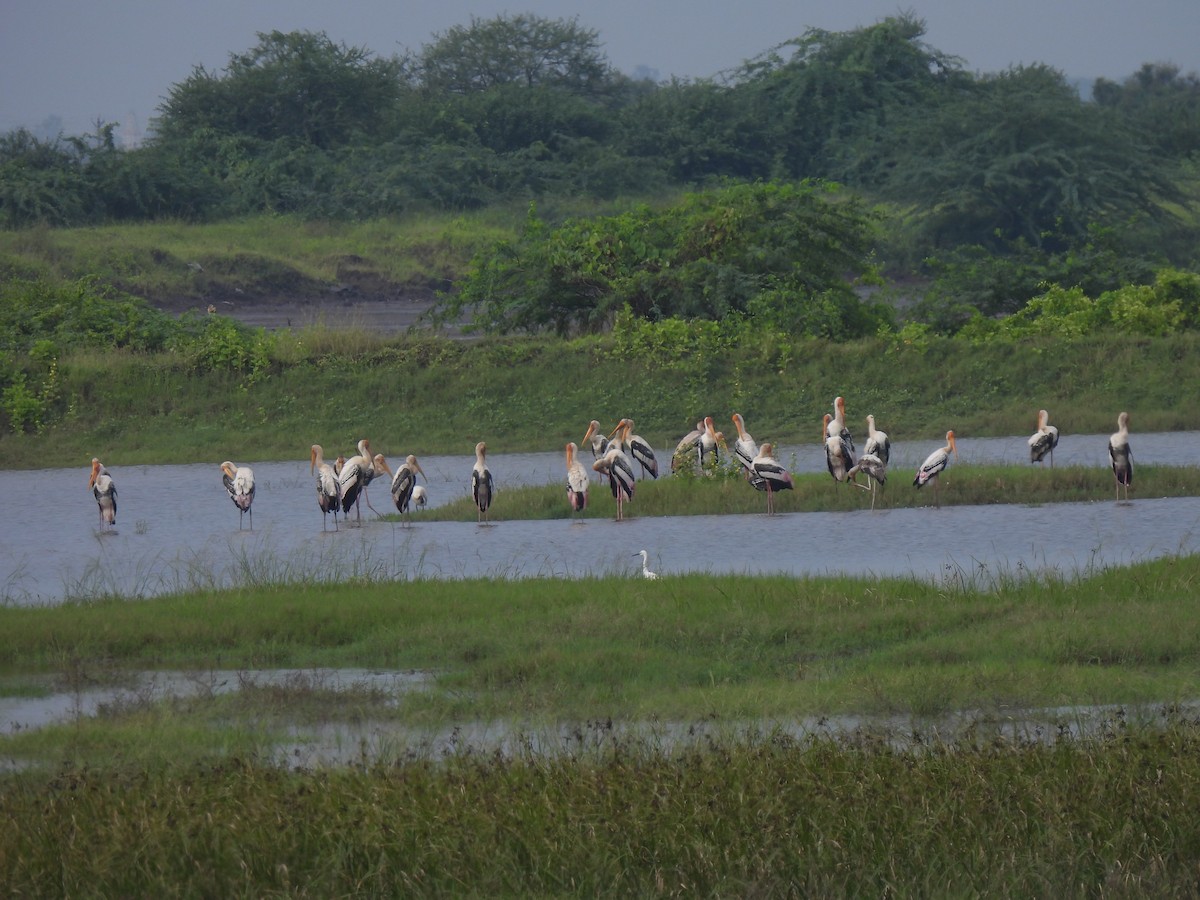 Painted Stork - ML610209369