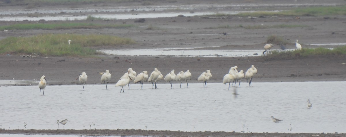 Eurasian Spoonbill - ML610209376