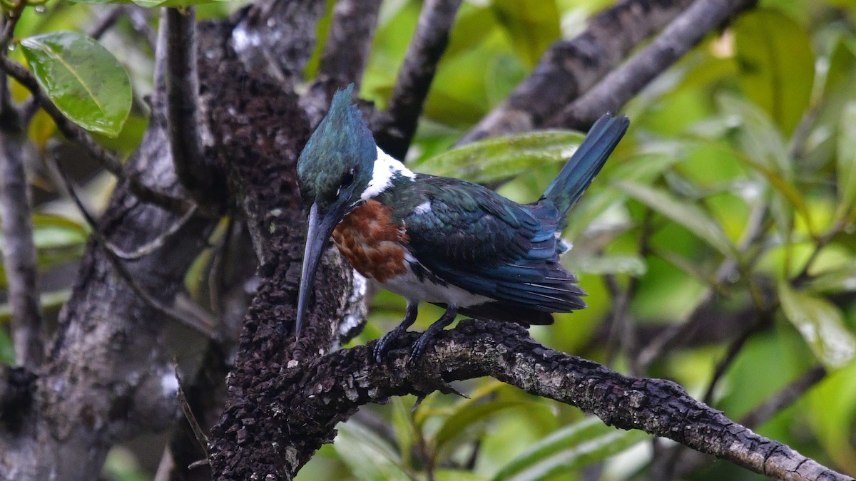 Amazon Kingfisher - ML610209385