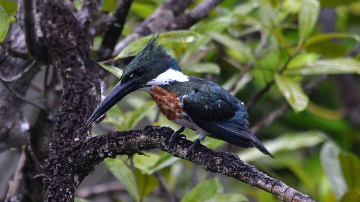 Amazon Kingfisher - ML610209387