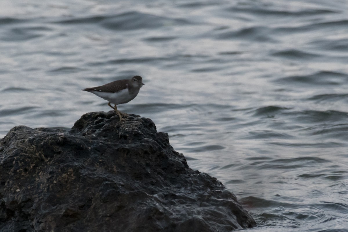 Spotted Sandpiper - ML610209399