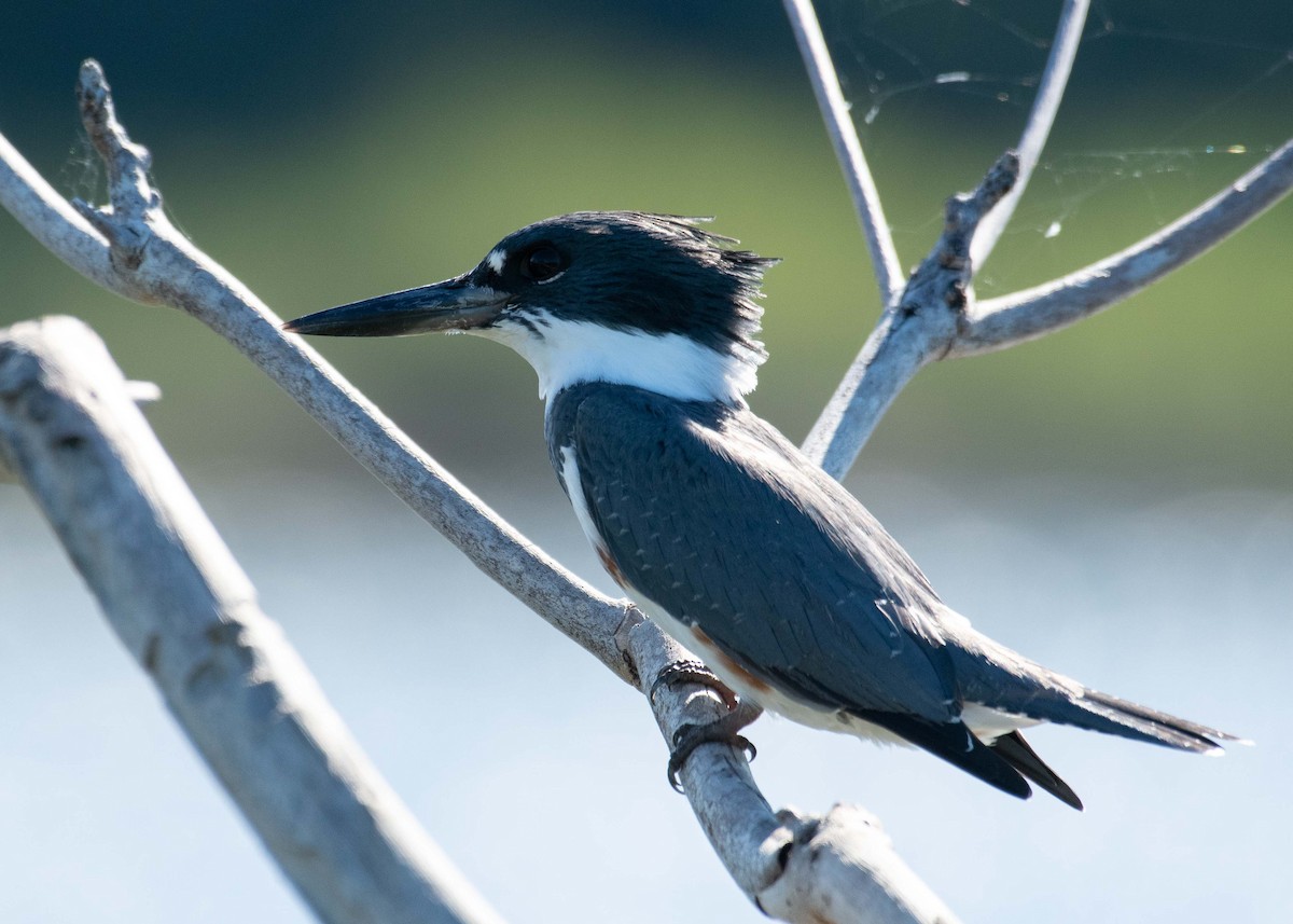 Belted Kingfisher - ML610209416