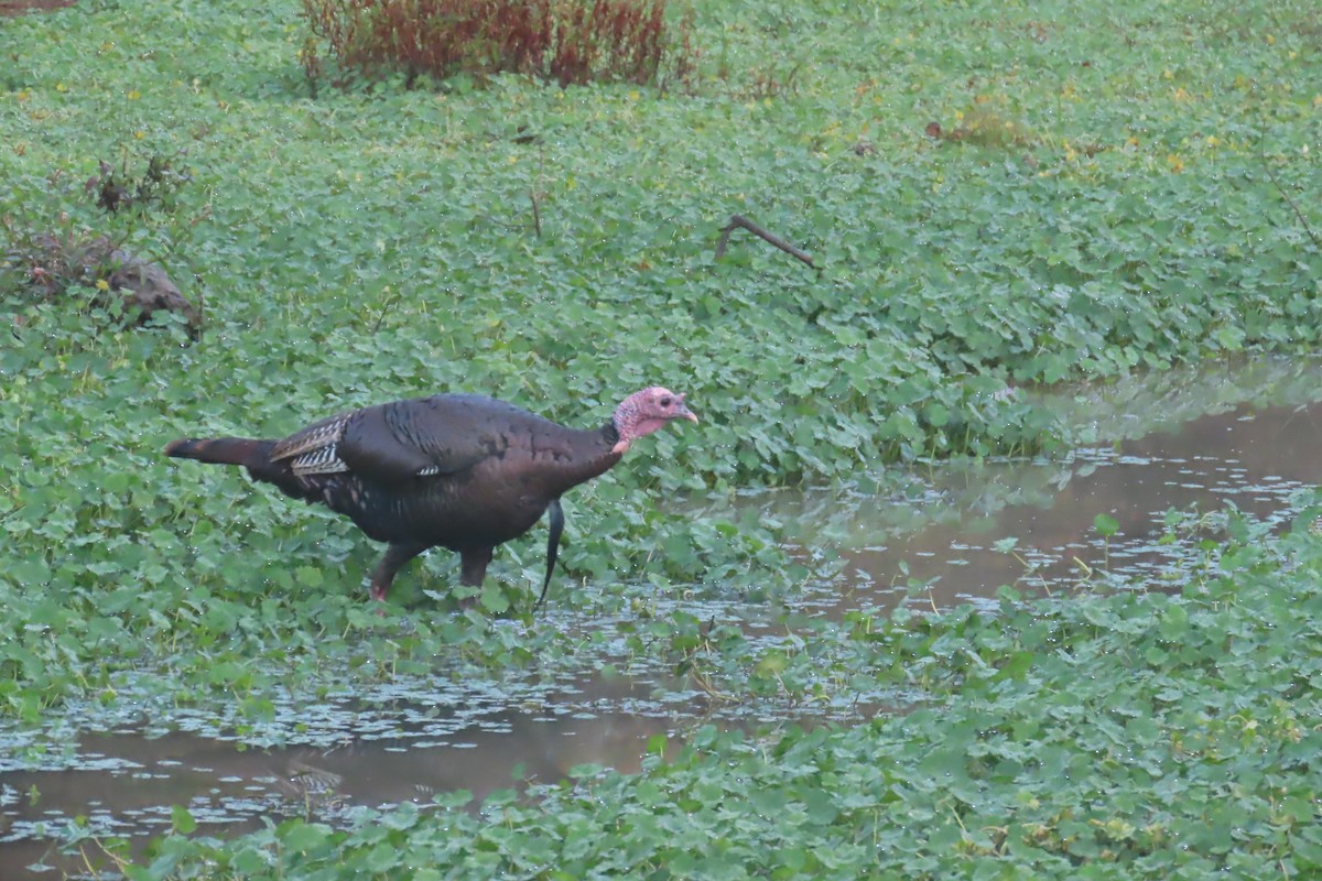 Wild Turkey - ML610209445