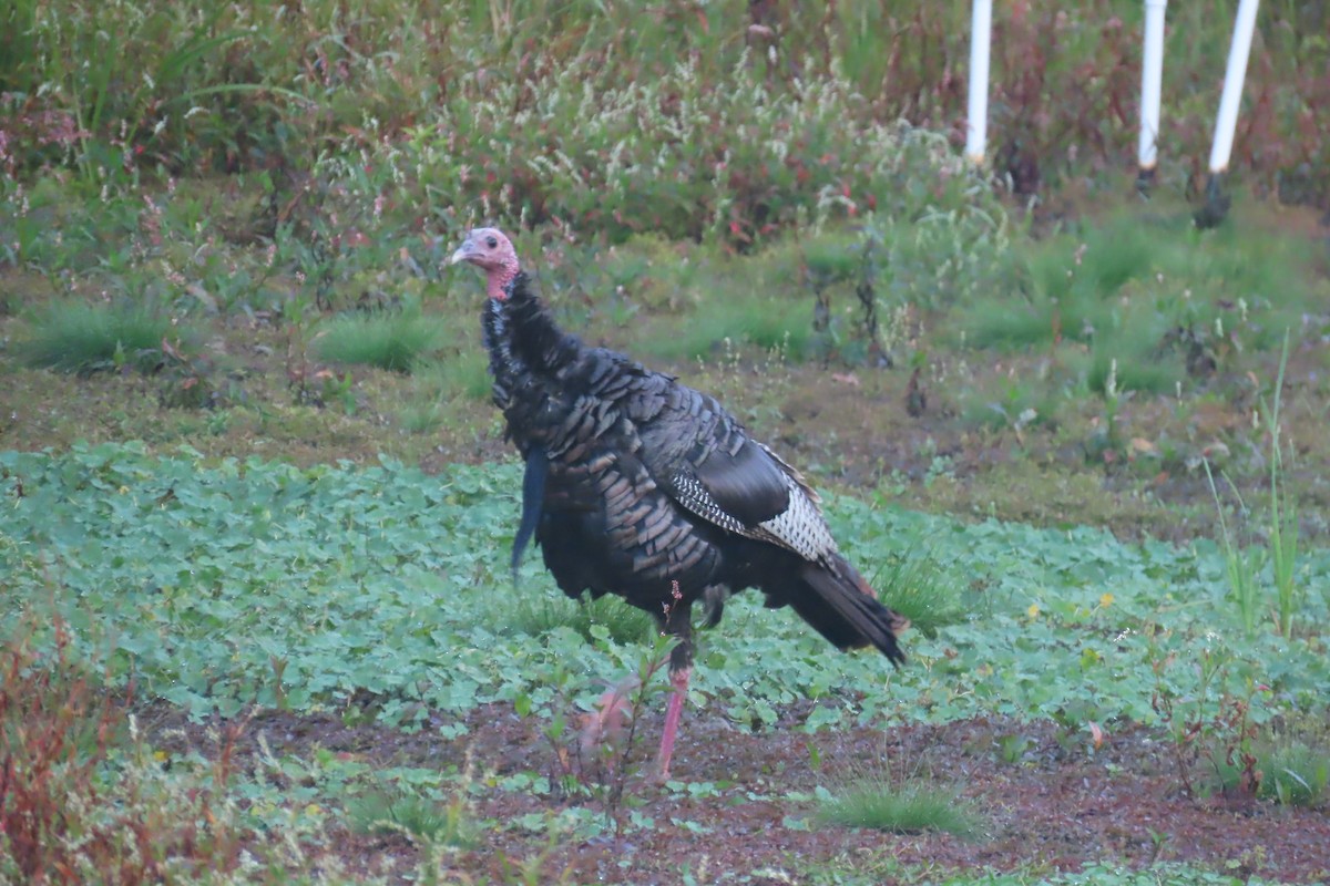 Wild Turkey - ML610209469