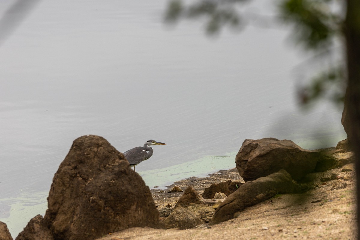 Gray Heron - ML610209577