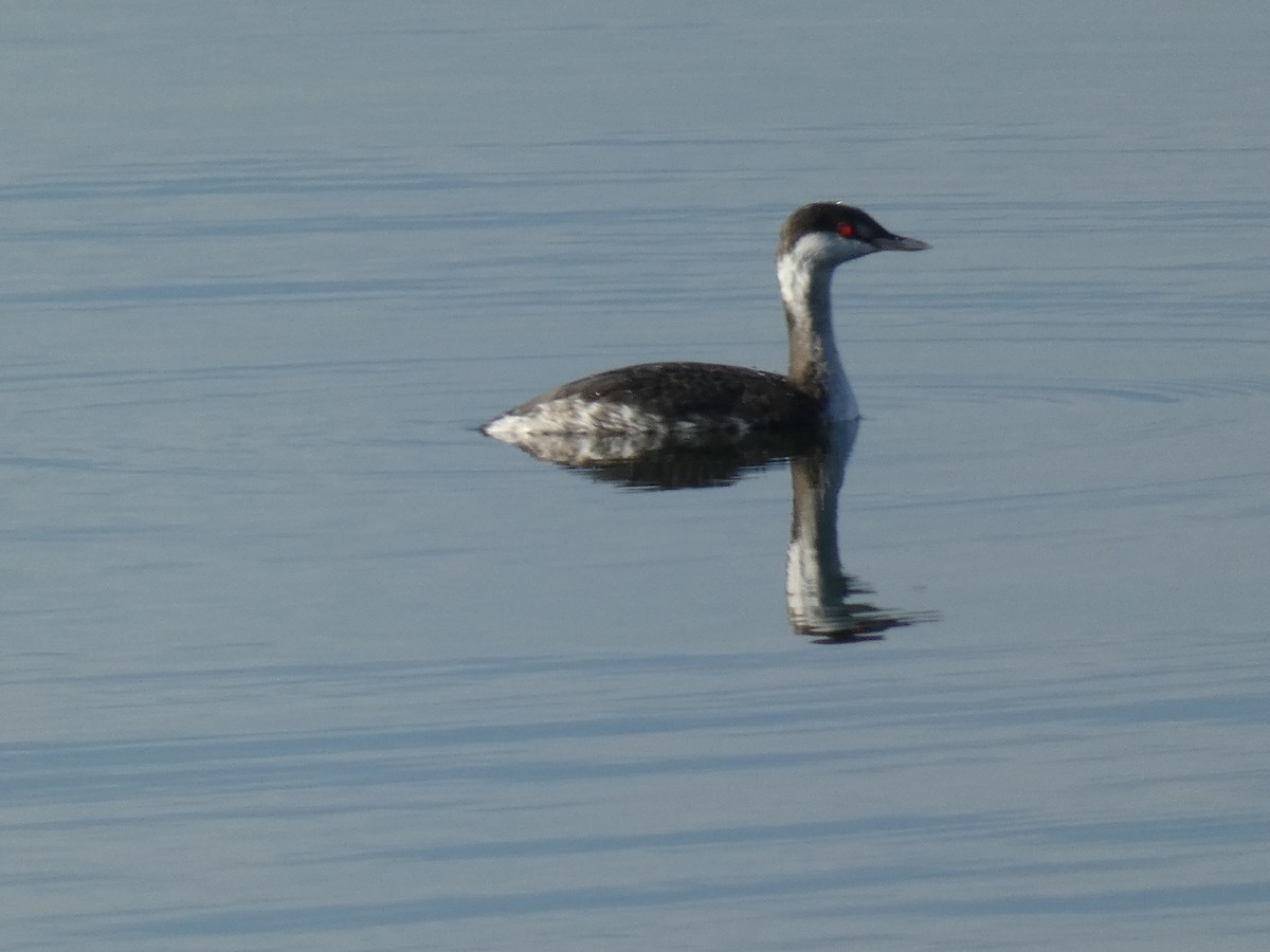 Horned Grebe - ML610209594