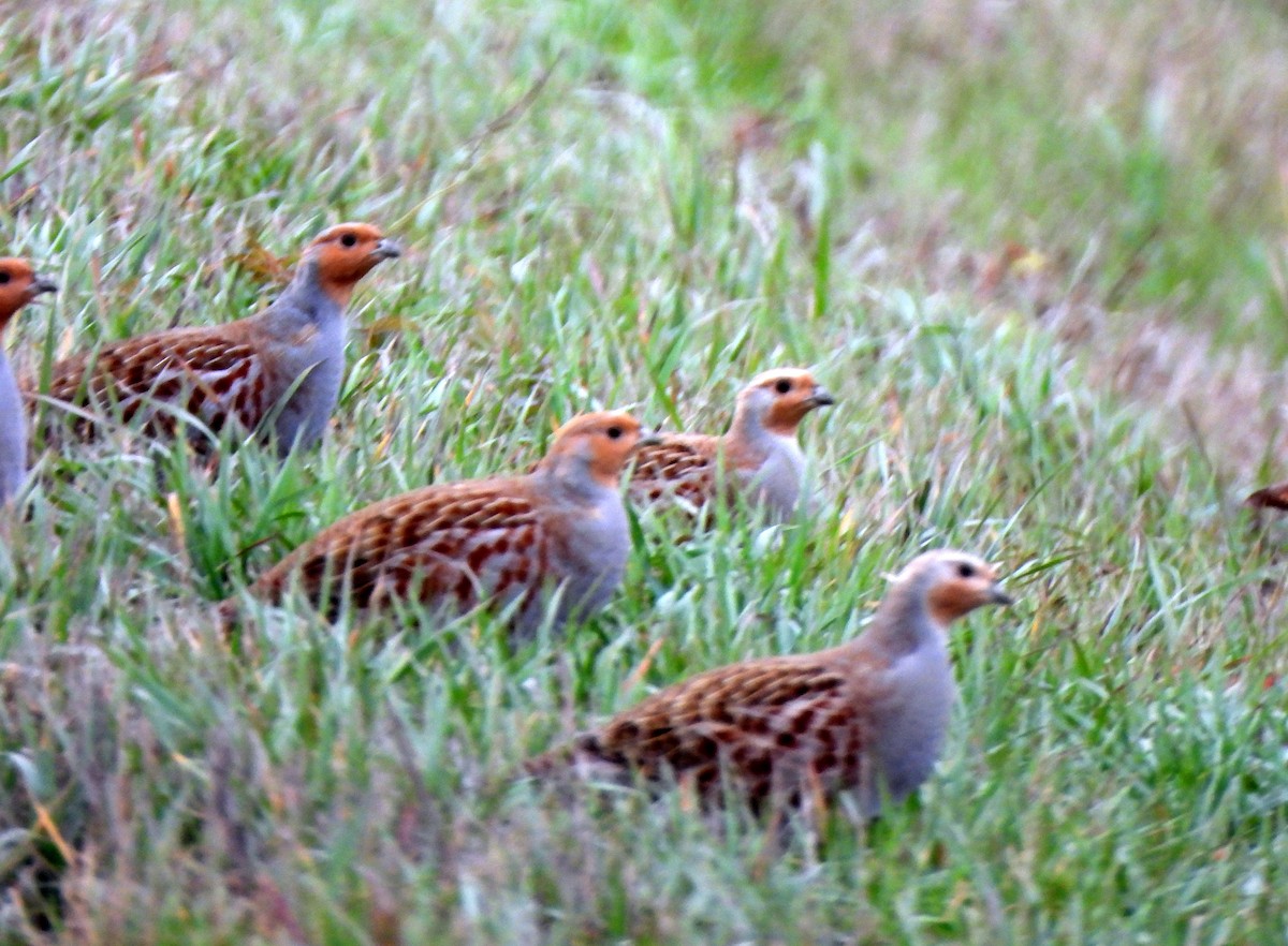 Gray Partridge - Richard and Janice Drummond