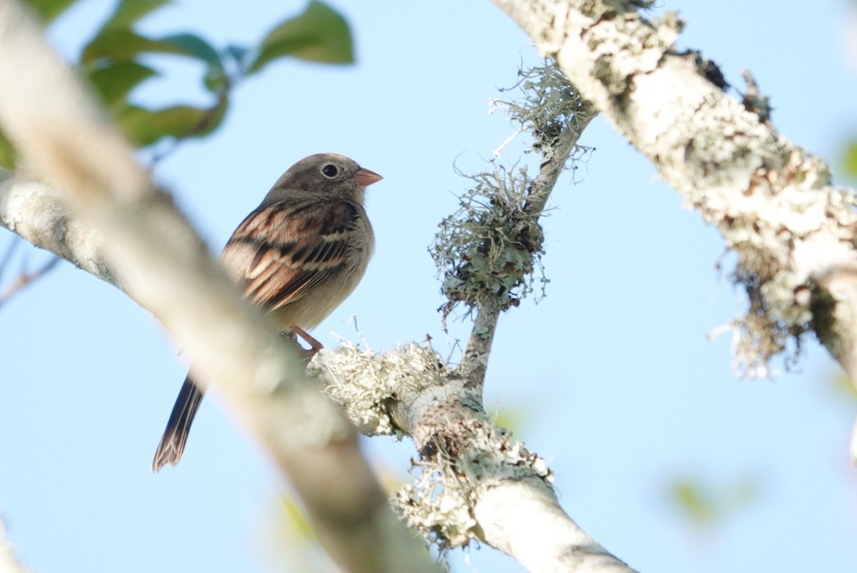 Field Sparrow - ML610209675