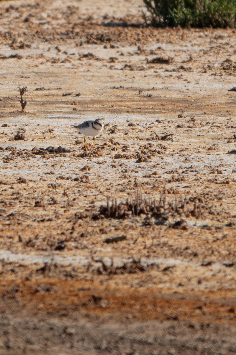 Little Ringed Plover - ML610209700