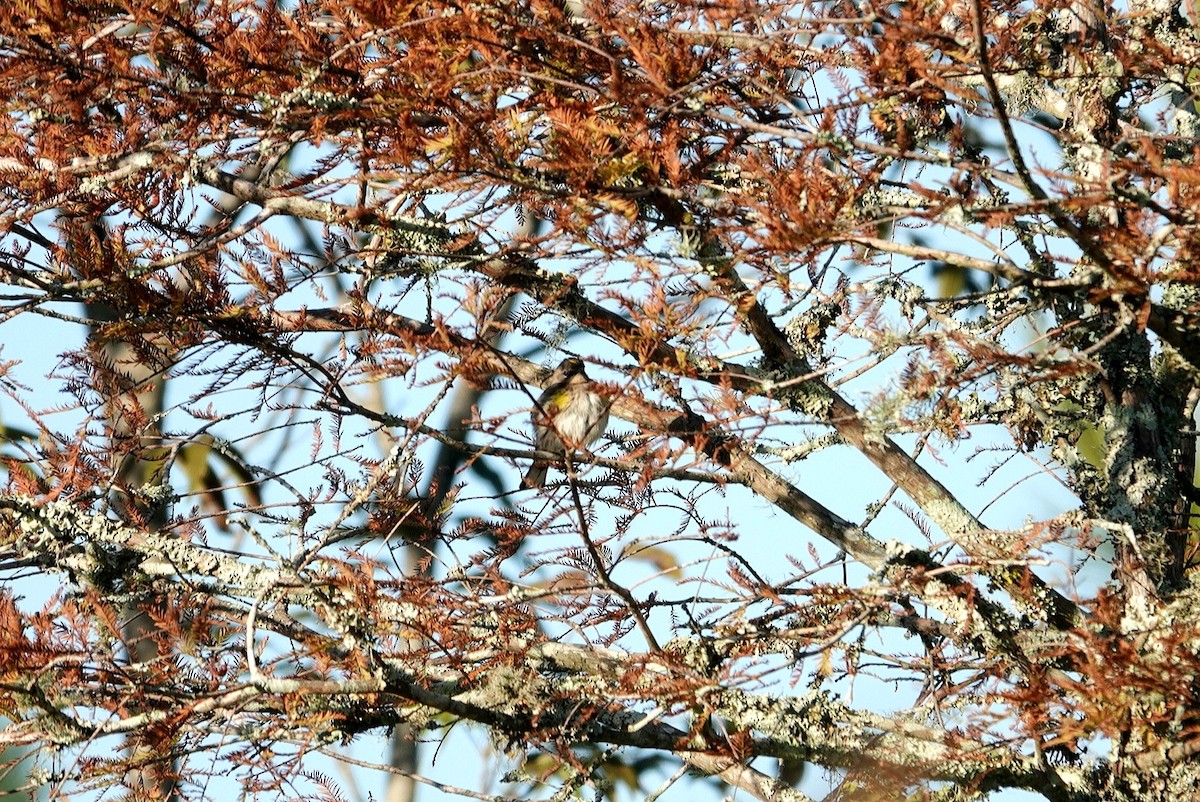 Yellow-rumped Warbler - ML610209714