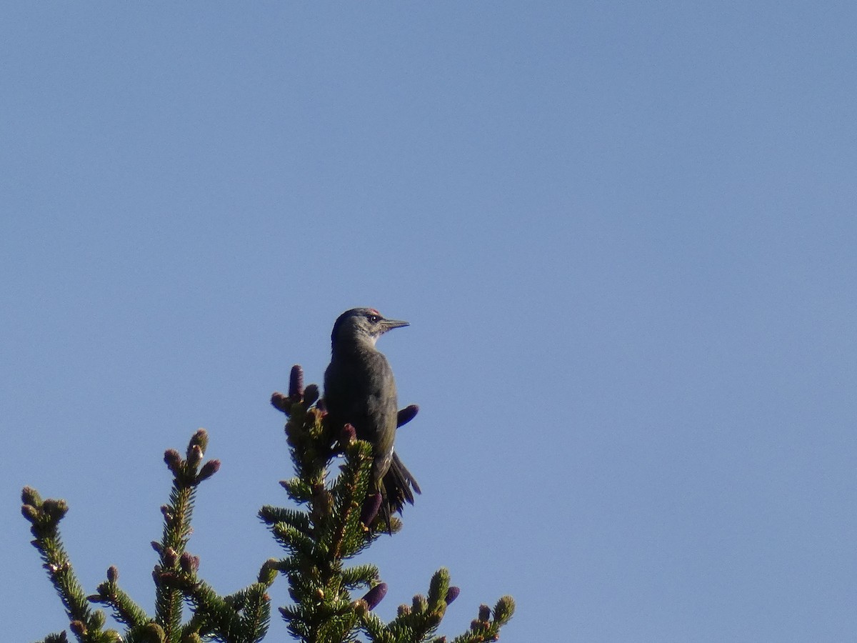 Gray-headed Woodpecker - Cathryn Pritchard