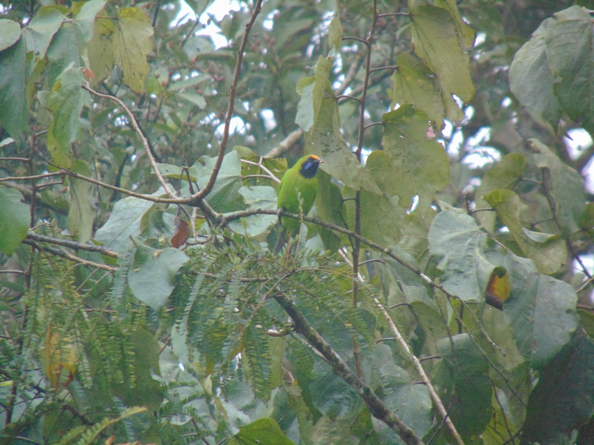 Golden-fronted Leafbird - Sarath Chandran P