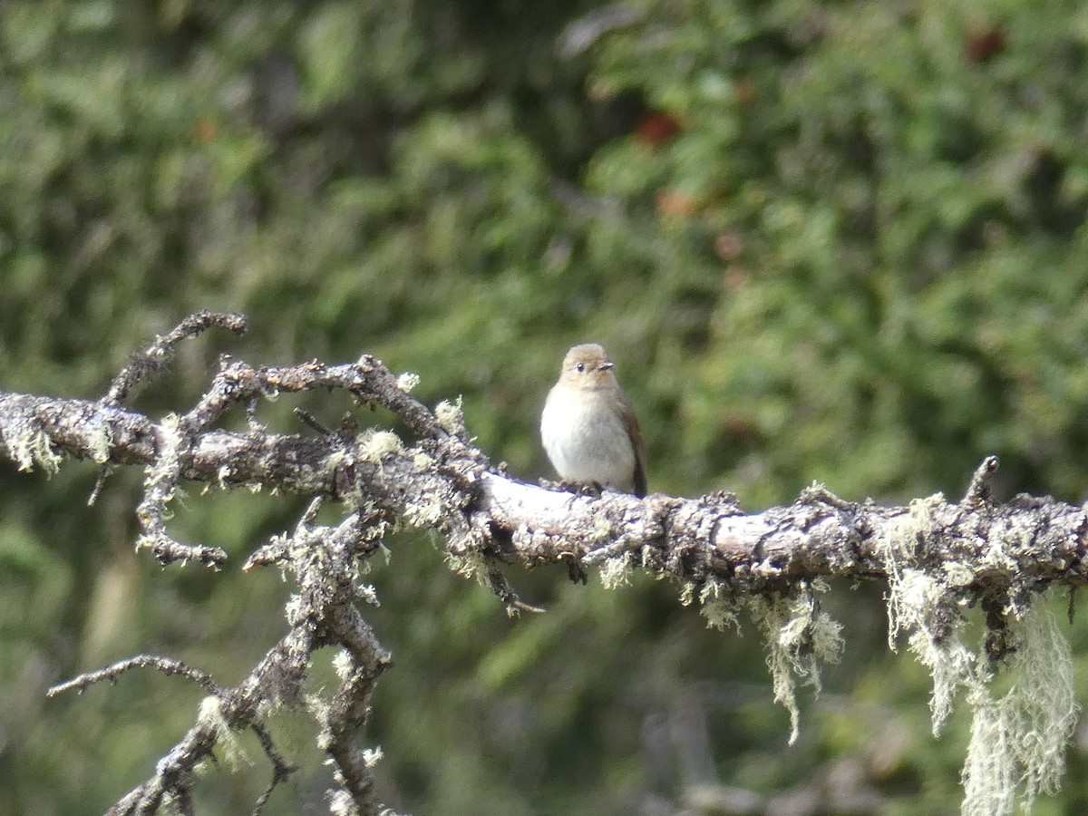 Slaty-backed Flycatcher - ML610209788