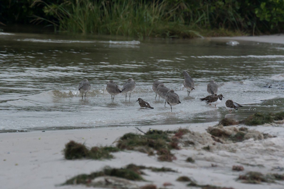 Ruddy Turnstone - ML610209789