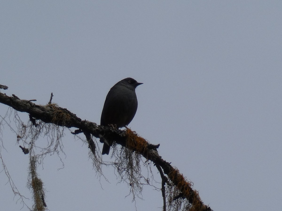 Maroon-backed Accentor - ML610209800