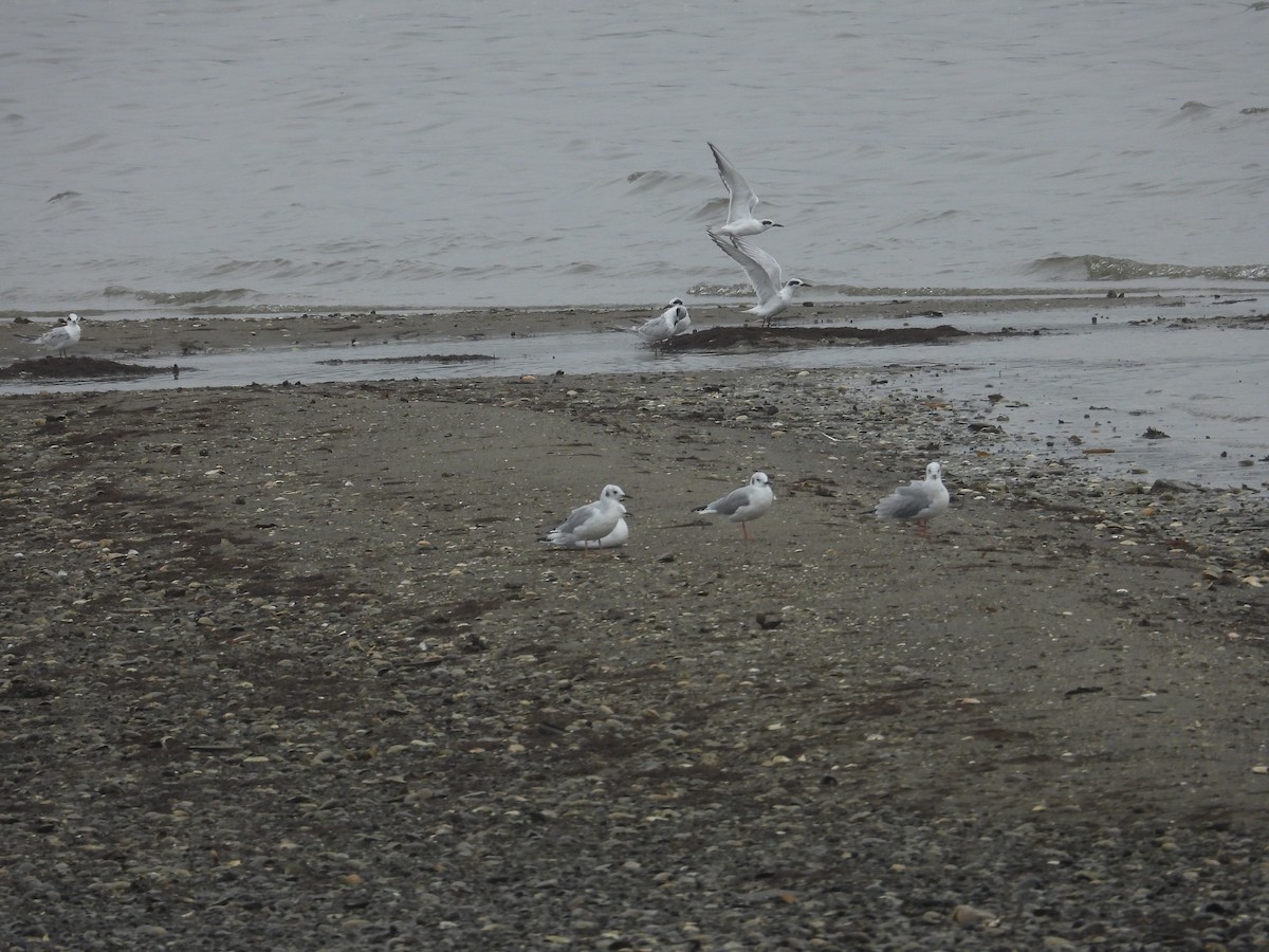 Forster's Tern - ML610209866