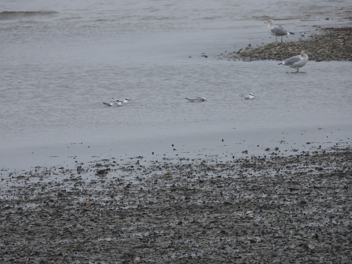 Forster's Tern - John Baur