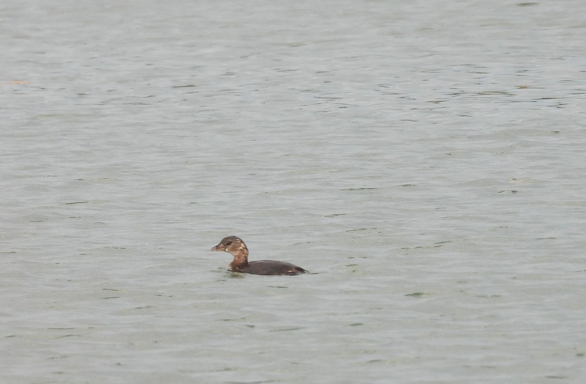 Pied-billed Grebe - ML610209872