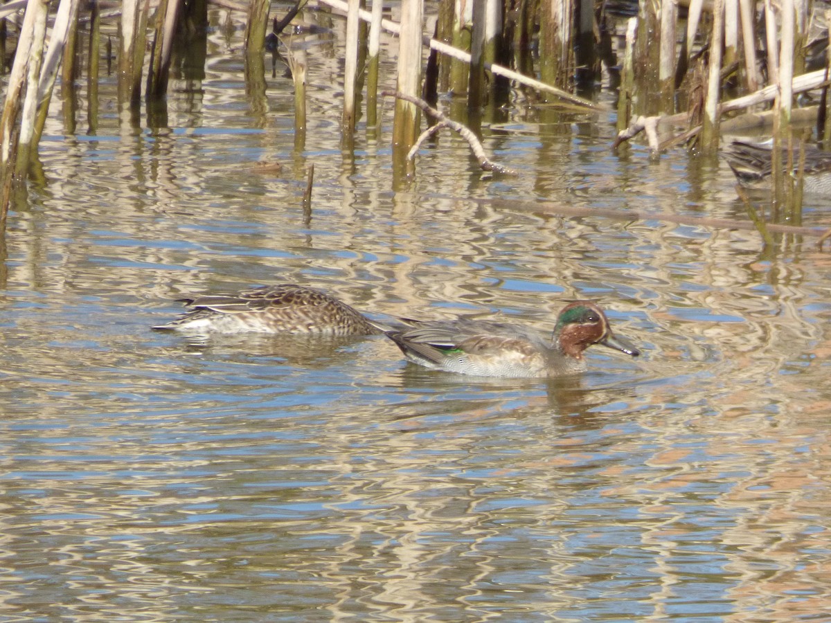 Green-winged Teal - ML610209884