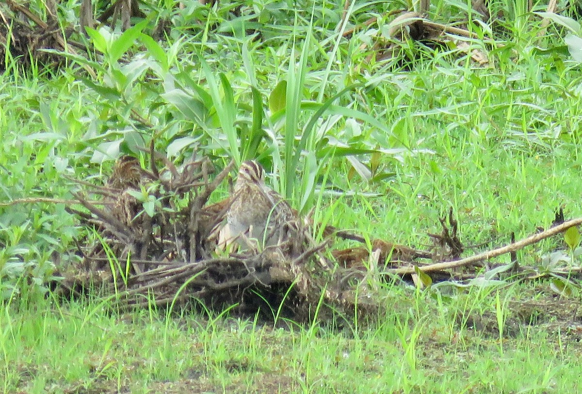 Wilson's Snipe - Barb Thomascall