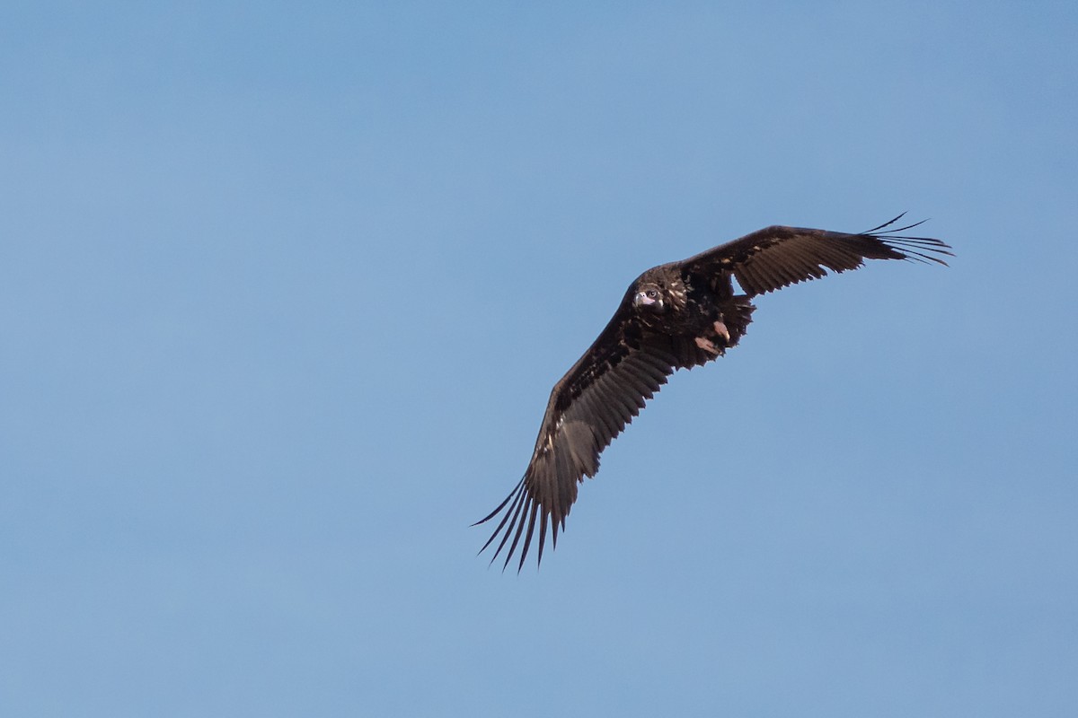 Cinereous Vulture - Vicente Pantoja Maggi