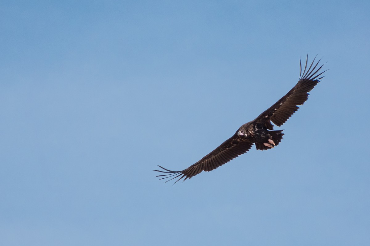 Cinereous Vulture - ML610209967