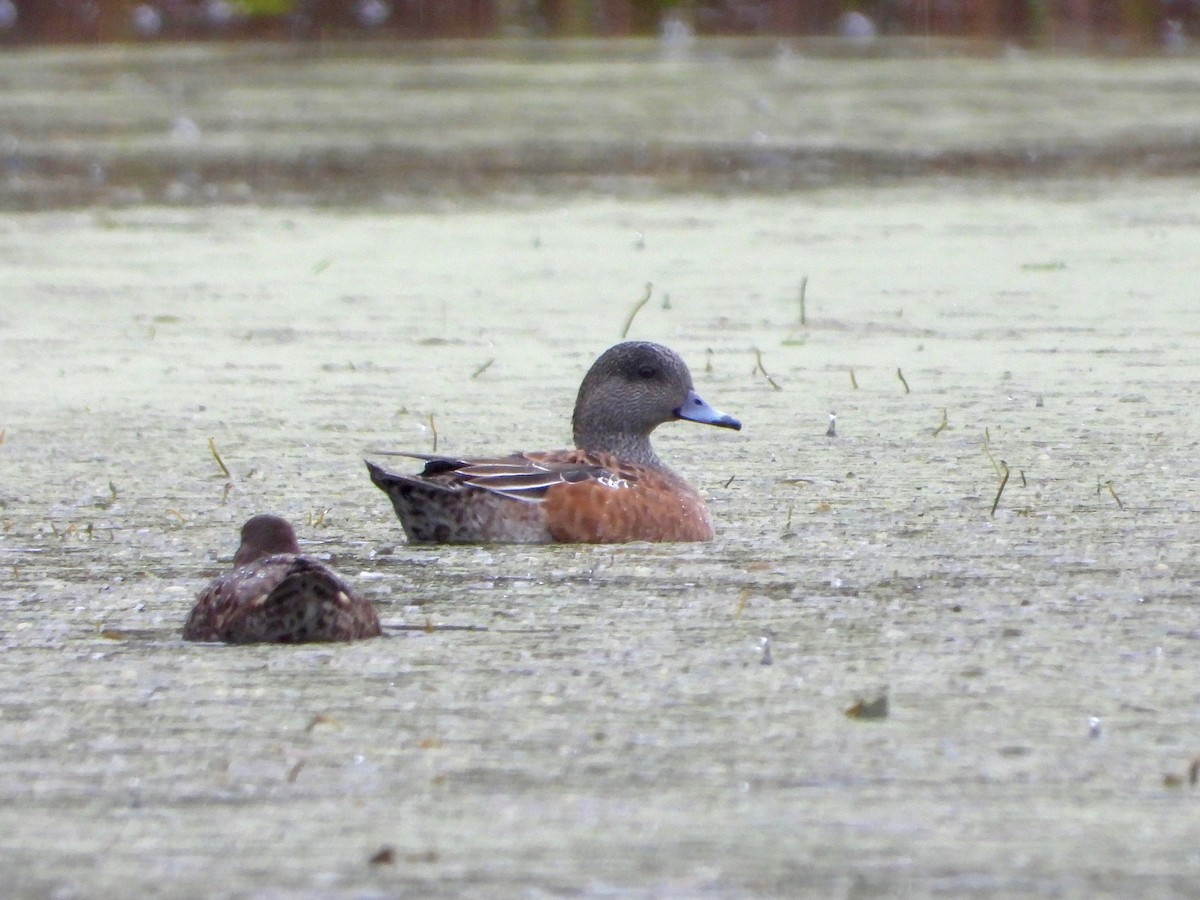 American Wigeon - ML610210067