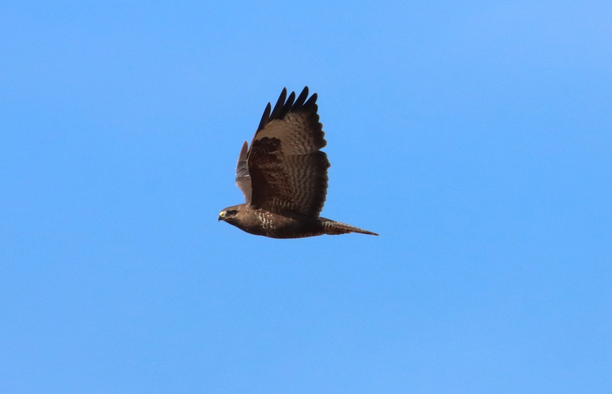 Common Buzzard - Petr Procházka