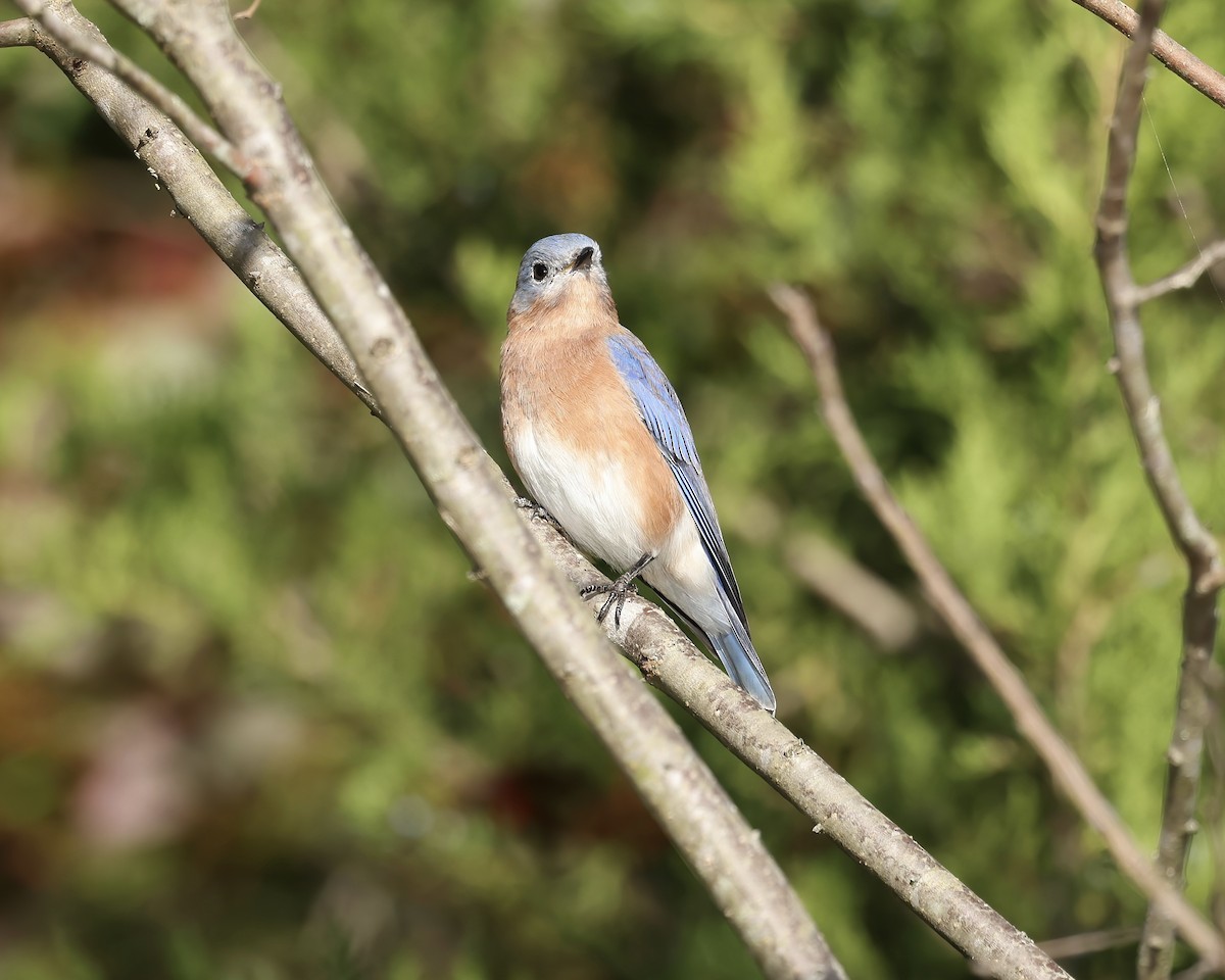 Eastern Bluebird - Debbie Kosater