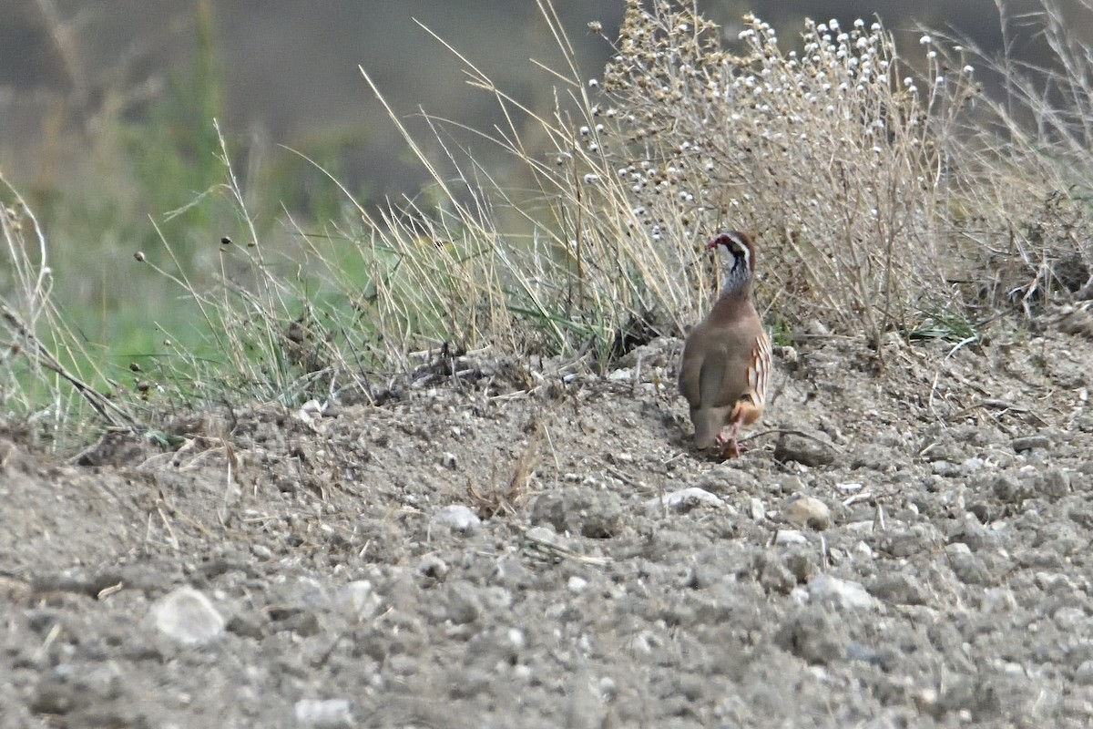 Red-legged Partridge - ML610210306