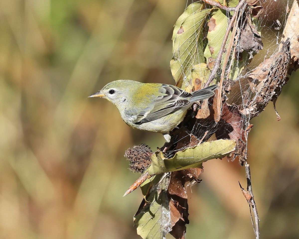 Kuzeyli Parula - ML610210315