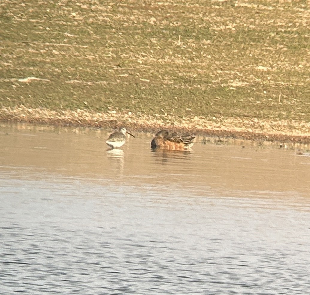 Long-billed Dowitcher - ML610210327