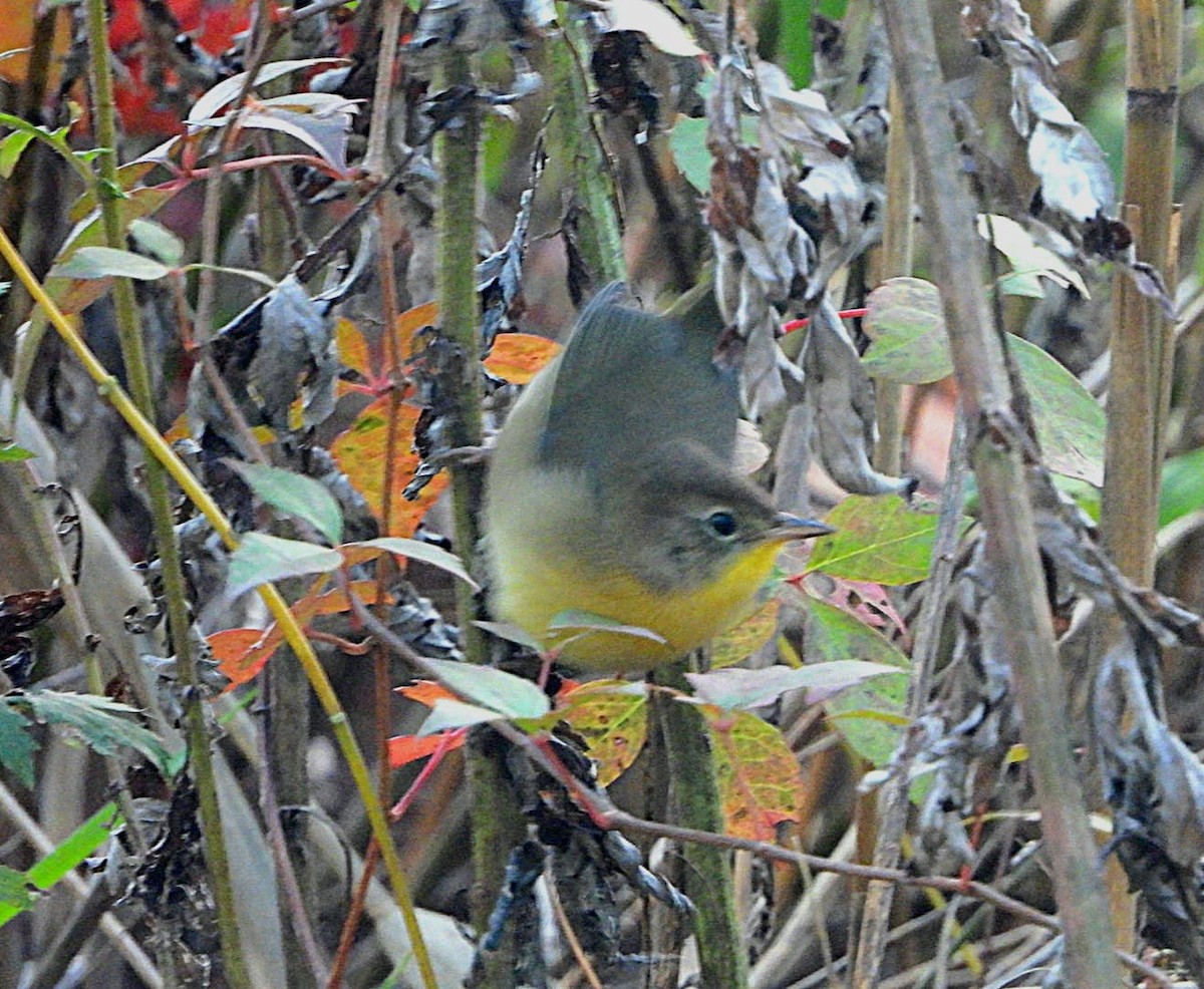 Common Yellowthroat - ML610210330