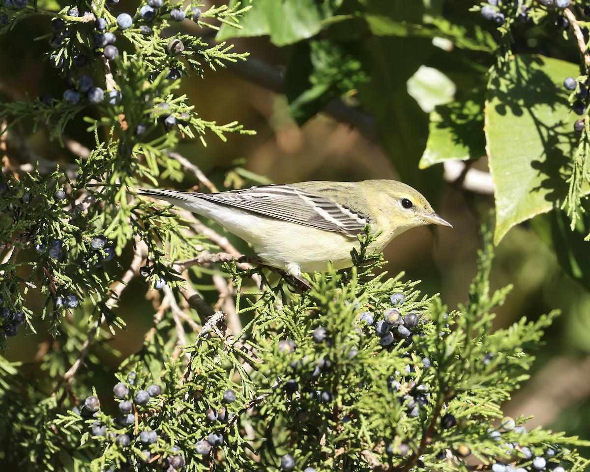 Blackpoll Warbler - ML610210343