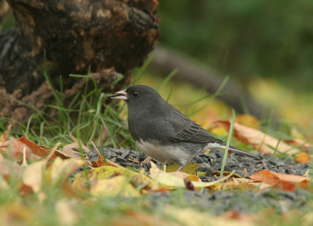 Dark-eyed Junco - Charlie Anich