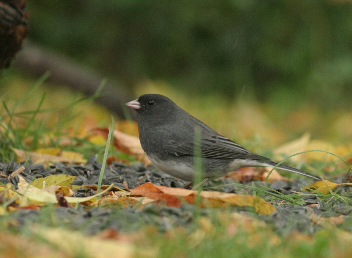 Dark-eyed Junco - Charlie Anich