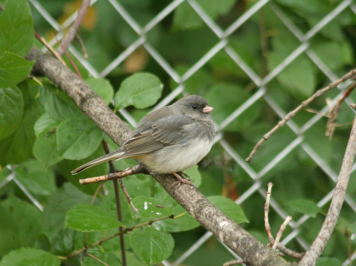 Dark-eyed Junco - Charlie Anich