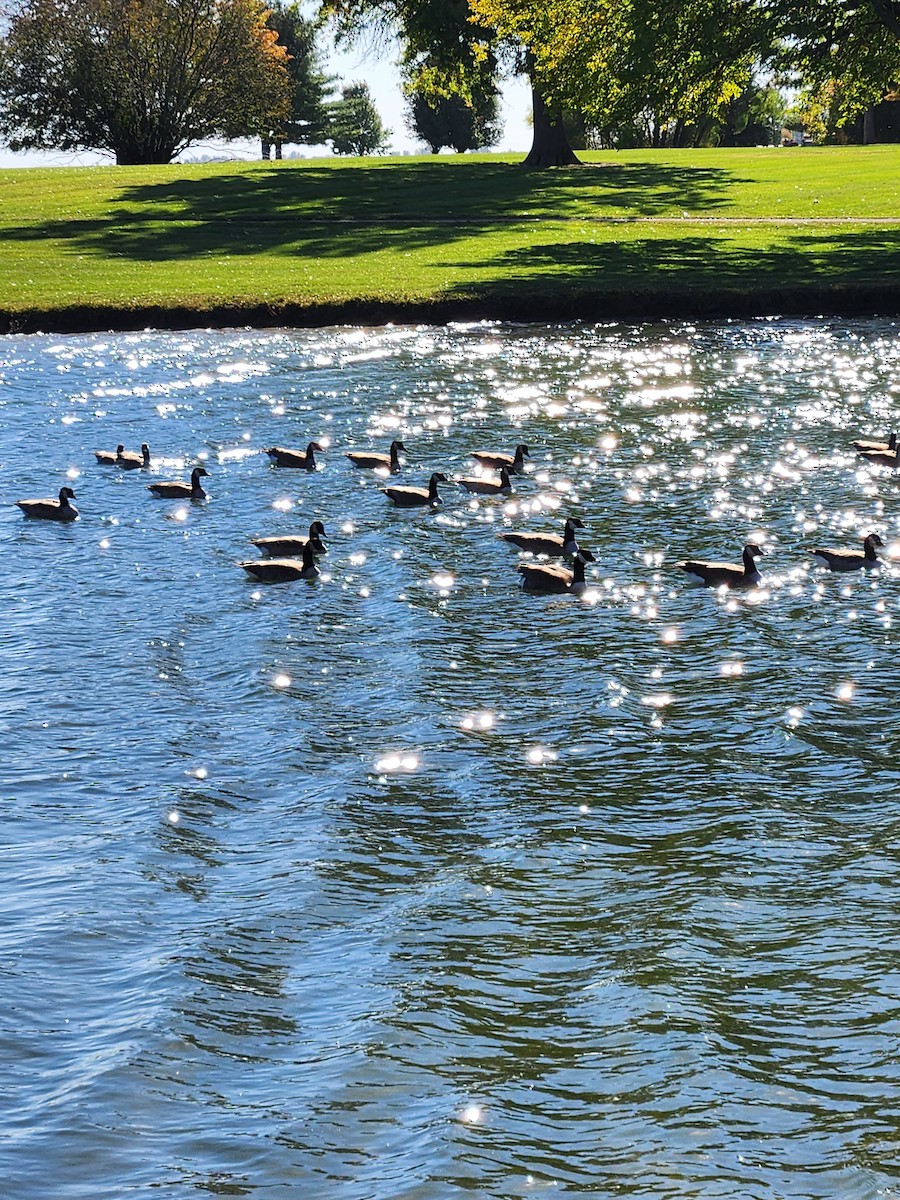 Cackling Goose (Richardson's) - ML610210548